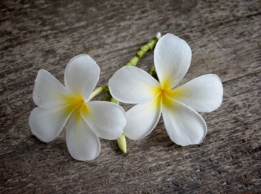 Plumeria