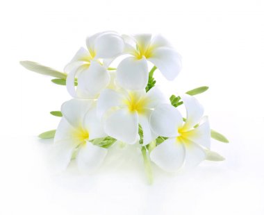 Frangipani çiçeği beyaza izole edilmiş.