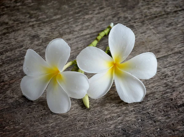 Plumeria — Fotografia de Stock