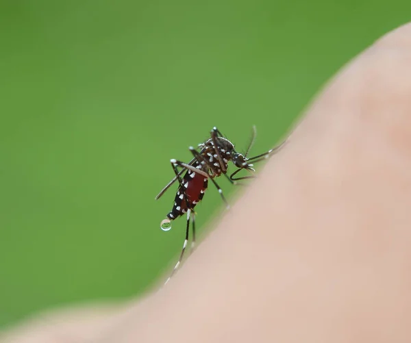 Mosquito chupando sangre — Foto de Stock