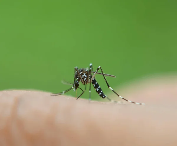 Mosquito chupando sangre — Foto de Stock