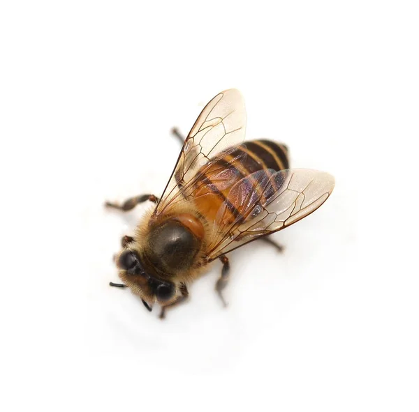 Arı — Stok fotoğraf