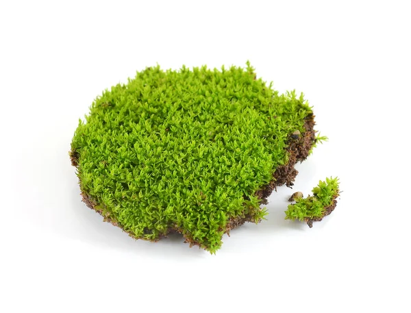 白い背景の上の緑の苔 — ストック写真