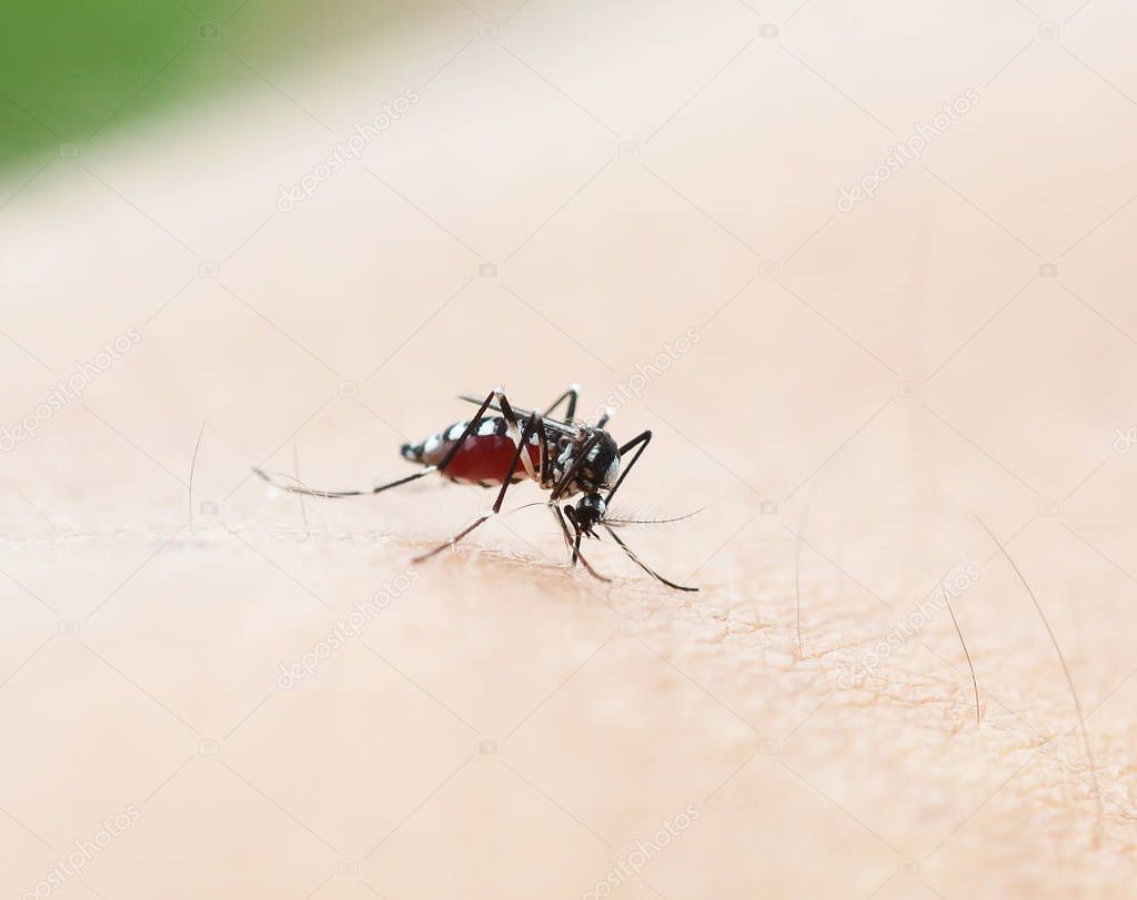 Mosquito sucking blood