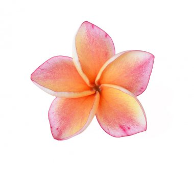 Frangipani çiçeği beyaza izole edilmiş.