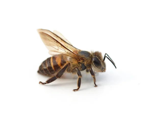 Bijen geïsoleerd op het wit — Stockfoto
