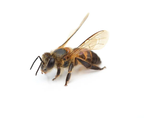 Пчела изолирована на белом — стоковое фото