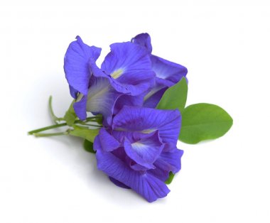 Clitoria ternatea veya üzerinde beyaz backgrou izole Aparajita çiçek