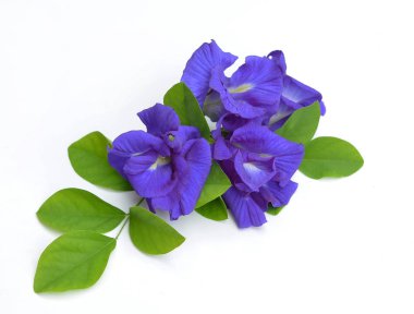 Clitoria ternatea veya üzerinde beyaz backgrou izole Aparajita çiçek
