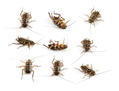 Beyaz arka planda hamamböceği