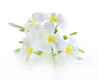 Beyaz arkaplanda izole Frangipani çiçeği