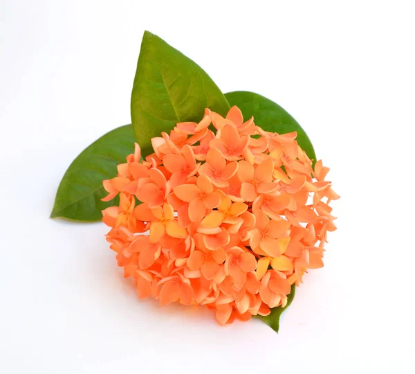 Beautiful orange flower spike isolated on white background — Stock Photo, Image
