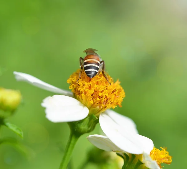 Пчелы к цветку . — стоковое фото