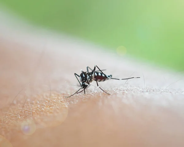 Mosquito chupando sangre — Foto de Stock