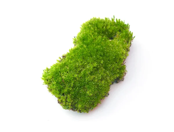 Musgo verde sobre fundo branco — Fotografia de Stock