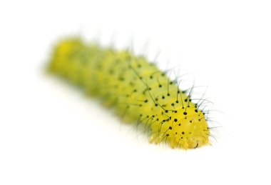 Beyaz arka plan üzerinde tırtıl