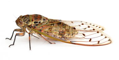 Ağustosböceği beyaz arka plan üzerinde