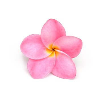 Frangipani çiçeği beyaza izole edilmiş.