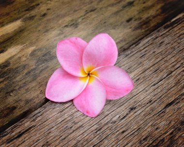 Frangipani çiçeği beyaza izole edilmiş.