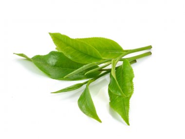 Beyaz arkaplanda yeşil çay yaprağı izole