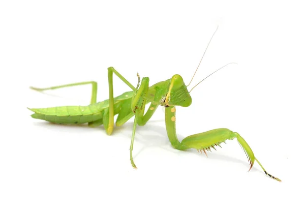 Female Praying Mantis Front White Background — Stock Photo, Image