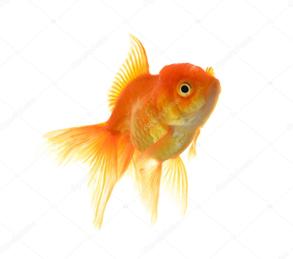 Goldfish on White Background