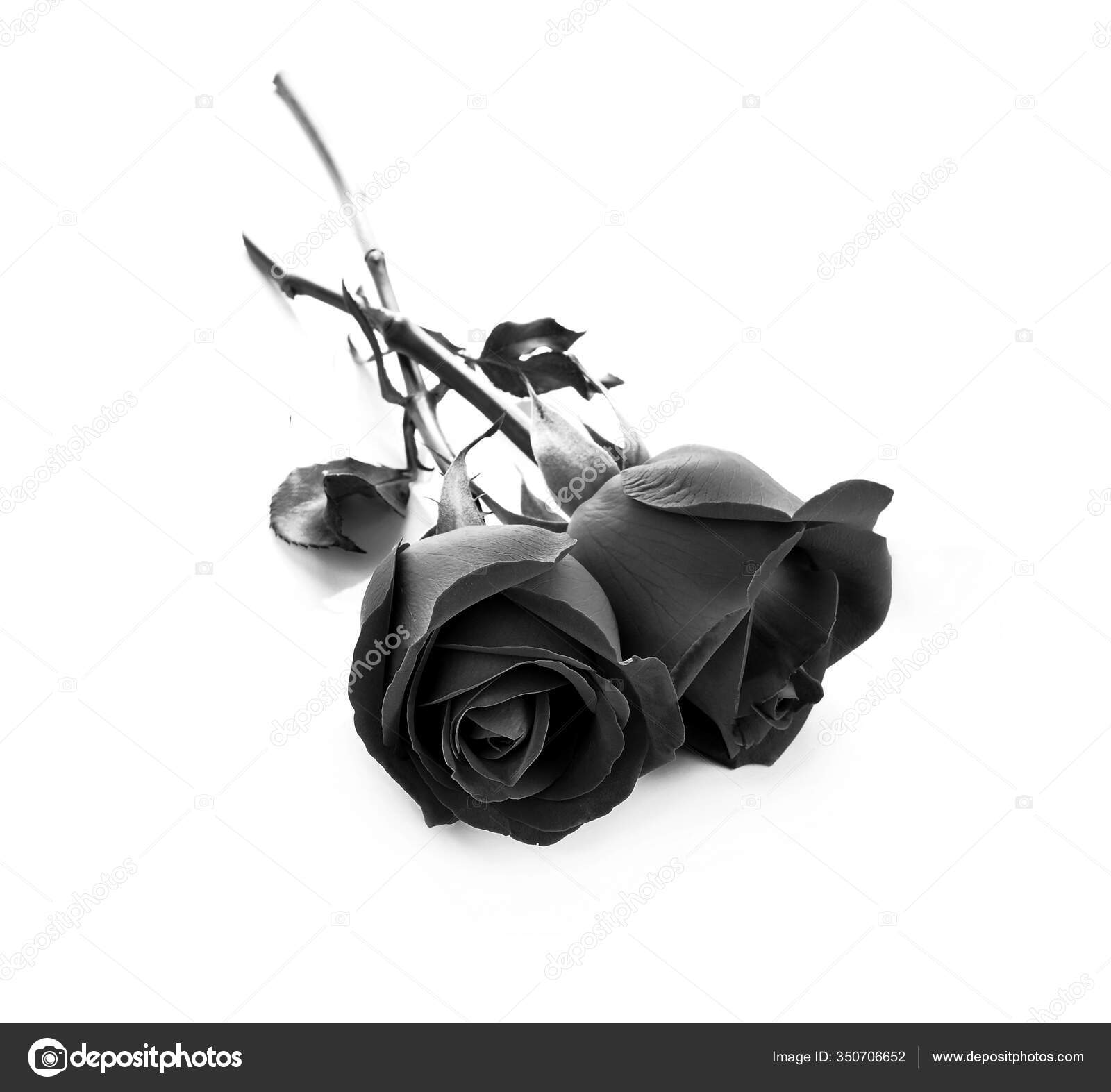 Flor rosa negra fotos de stock, imágenes de Flor rosa negra sin royalties