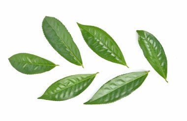 Yeşil çay yaprağının üst görüntüsü, beyaz arkaplanda izole edilmiş çay.