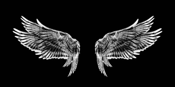 white wings of bird on black background