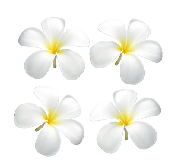 Τροπικά Λουλούδια Frangipani Πλουμέρια Λευκό Φόντο — Φωτογραφία Αρχείου