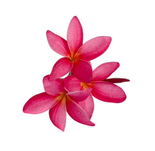 Vermelho Frangipani Plumeria Flores Isoladas Sobre Fundo Branco — Fotografia de Stock