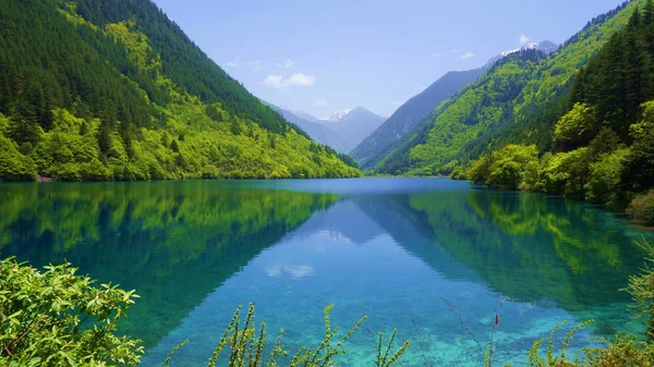 Lago Bosque — Foto de Stock