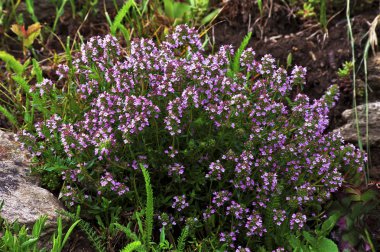 Thymus praecox (kekik, sürünen kekik, kekik anası) bahar bir dağ çayır içinde güzel bir yastık.