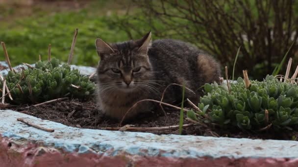 แมวท นอนอย บนเต ยงดอกไม ใกล — วีดีโอสต็อก