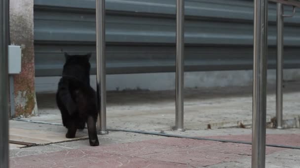 Чорний Кіт Крупним Планом Жовті Очі — стокове відео