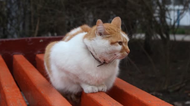 Chat Rouge Assis Sur Banc Gros Plan — Video