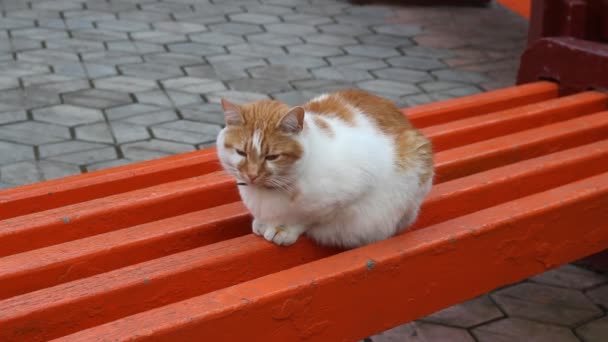 Chat rouge assis sur un banc, gros plan .