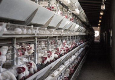 Yumurta üretimi için tavuk kümesi olan bir bina. Tavuk yetiştirmek için gerekli donanıma sahip kümes hayvanları ve endüstri