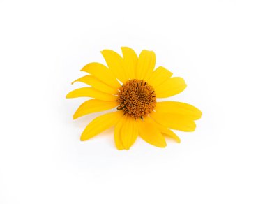 Beyaz arka planda büyük yapraklı sarı çiçek Rudbeckia, izole