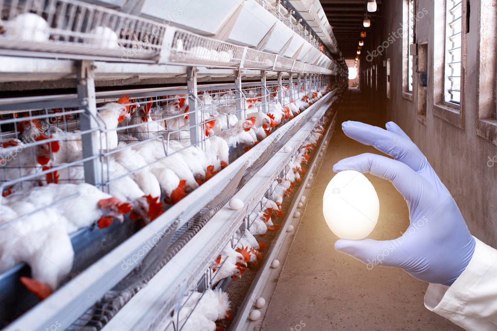 An inspector examines a chicken egg for the quality, size and presence of salmonella. Poultry Sanitary Inspection Concept, Industry, manufacturing