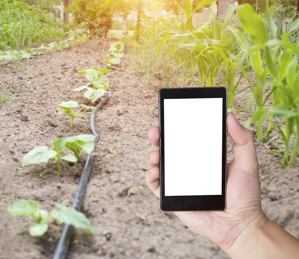 A man s hand holds a smartphone with a white screen, in the background of a garden with plants and modern smart watering. The concept of electronic smart watering system for time management from the p