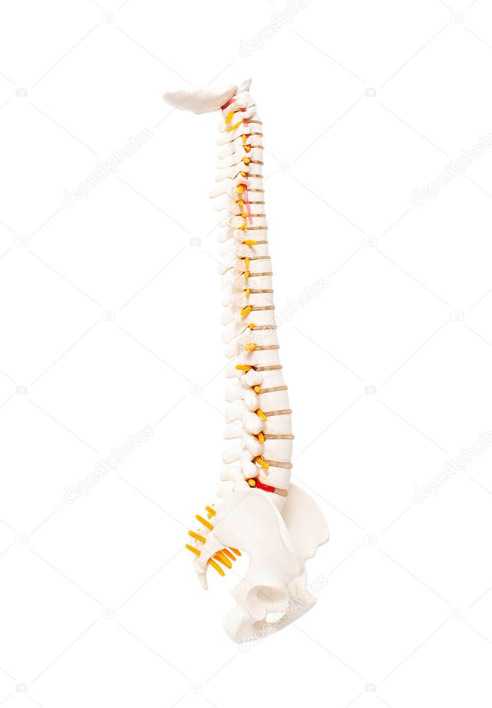 Mock up human spine on a white background. The concept of segments and divisions of the spine, the structure and anatomy of the bone marrow, nerves and vertebrae