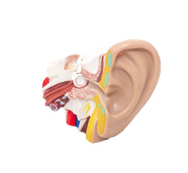 Mock ear with eardrum and auditory tube on a white background, isolate. The concept of diseases in otolaryngology clipart