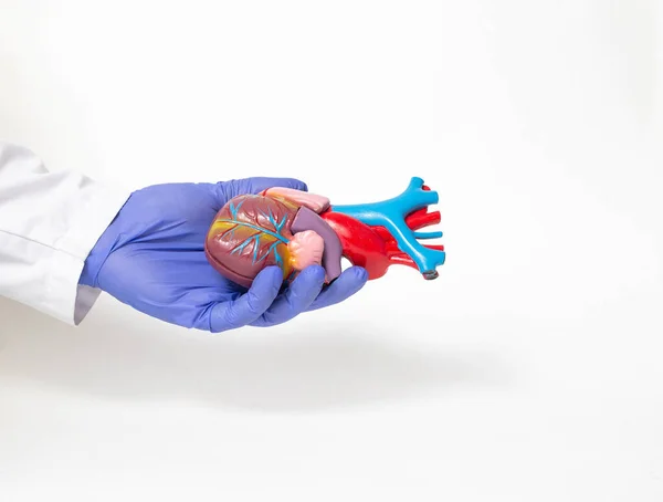 Doctor holds a mock heart organ in his hand on a white background. Heart transplant and surgery concept, shunting, Heterotopic transplant