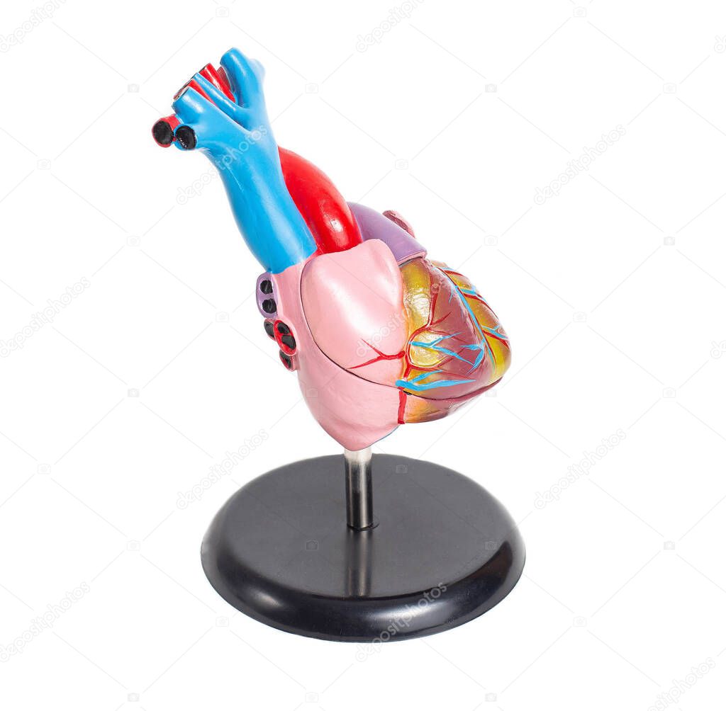Mock up of a human organ heart on a white background, isolate. Anatomical structure and physiology of the heart, right and left ventricle and atrium. The cardiovascular system, cardiomyocytes