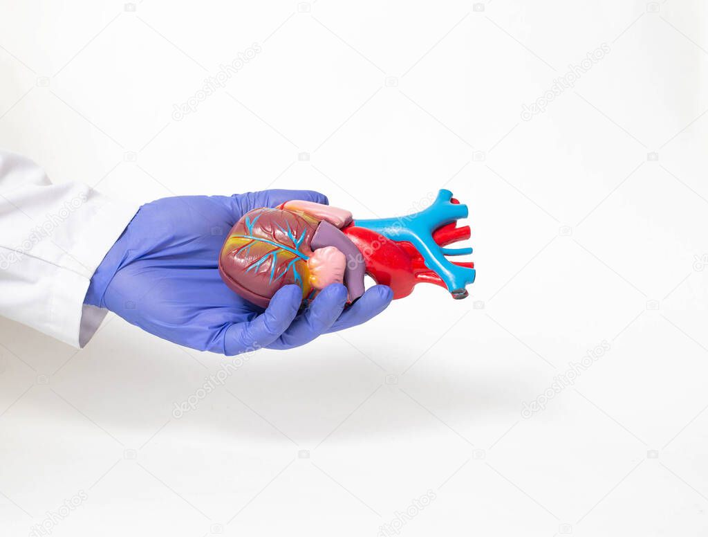 Doctor holds a mock heart organ in his hand on a white background. Heart transplant and surgery concept, shunting, Heterotopic transplant