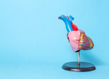 Kalp organının anatomik modeli mavi arka planda, kopyalama uzayı. Miyokardiyal enfarktüs, kalp taşikardisi, kardiyovasküler hastalıklar ve tedavi kavramı.