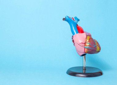 Anatomical model of the organ of the heart on a blue background, copy space. The concept of treatment and diseases of myocardial infarction and heart tachycardia, cardiovascular diseases clipart