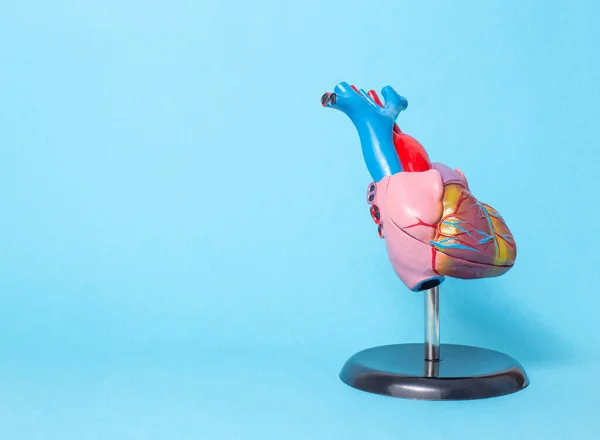 Kalp organının anatomik modeli mavi arka planda, kopyalama uzayı. Miyokardiyal enfarktüs, kalp taşikardisi, kardiyovasküler hastalıklar ve tedavi kavramı. — Stok fotoğraf