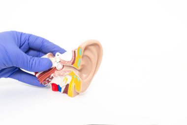Doktor otolaryngologist beyaz arka planda insan kulağıyla alay ediyor. Otitis medyasının ve diğer kulak hastalıklarının tedavisi, kopyalama alanı